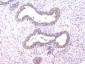 Anti-PPID Antibody Picoband™ (monoclonal, 5A6)